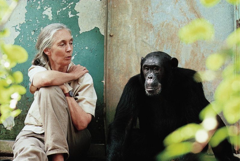 Jane Goodall con lo scimpanzé Freud, nel parco nazionale di Gombe, Nigeria.