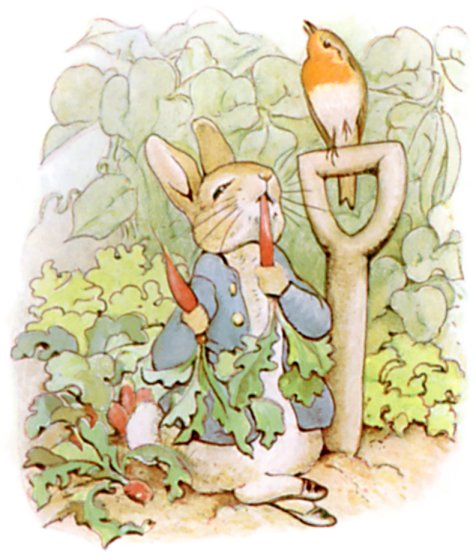 Peter Rabbit mangia dei ravanelli, illustrazione tratta da The Tale of Peter Rabbit, Beatrix Potter.