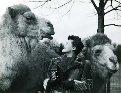 Ylla con dei cammelli,, 1950.